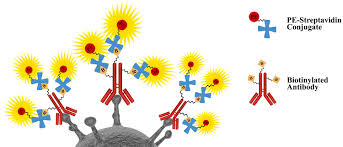 Journal of the american chemical society. Readiview Biotin All In One Biotinylation Quantification Of Biotin Labeling Aat Bioquest