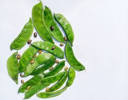 Image result for Dolichos