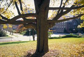 Image result for Alchornea occidentalis