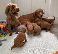 5 beautiful little girls and 2 handsome boys! Stunning Red F1 Labradoodle Pups Driffield East Riding Of Yorkshire Pets4homes