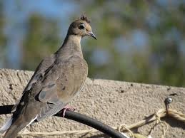 Bird With Red Mohawk Mohawk Dove Doves Pets Mohawk