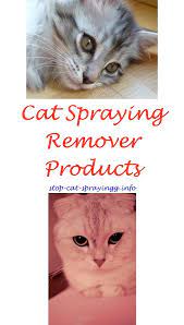 Cat Pee Faces Cat Spray Cats Male Cat Spraying