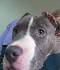 Actually, it is nowhere near a natural thing for a dog to have floppy ears. Roscommon Man Convicted Of Illegal Cropping Of A Puppy S Earsispca