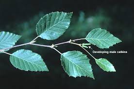 Image result for Alinula sp.