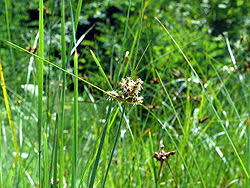 Image result for Bolboschoenus glaucus