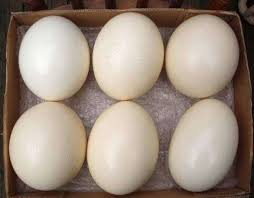 Premium ostrich eggshells for crafts & decorations. Fertilized Ostrich Eggs Ostrich Feathers For Sale