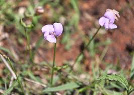 Image result for Vigna vexillata