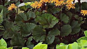 The plant was found in a colony but didn't seem overly abundant. Ligularia A Must Have In The Shade Horticulture
