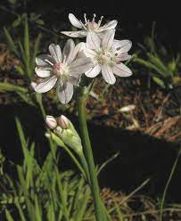 Shop our selection of water lilies and begonia bulbs. Favorite White Flowered Bulbs Pacific Bulb Society