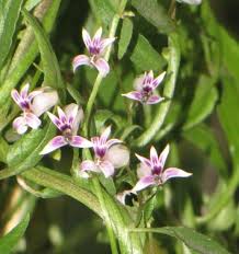 Image result for Cyphia mazoensis