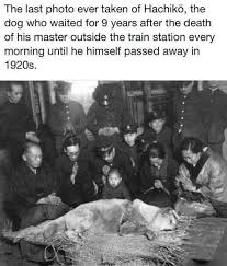 Cari film netflix terbaru sekaligus terbaik buat ditonton saat ppkm? Pin By Crystal Salazar On Haunted Places Ghosts Urban Legends Animals Loyal Dogs Japanese Dogs