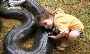 Giant Anaconda Captured After Eating Pet Dog In French Guiana In Pictures The Dad Of Three Allowed His Children Noam 11 Anaconda Giant Anaconda Massive Dogs