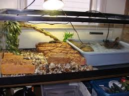 Shop for aquariums to build a great aquarium for your fishy friends. Malaysian Box Turtle Box Turtle Turtle Tank Turtle Terrarium