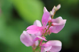 Image result for Indigofera kirkii