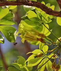 Image result for Cybistax antisyphilitica