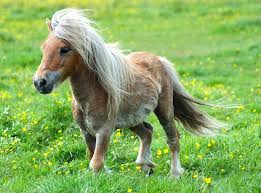 Pony At Ciftligi Kurmak Ve Pony At Yetistiriciligi Taylar Guzel Atlar Atlar