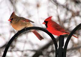 Males fend off any rivals by singing, and taking defensive action, as noted above. Male And Female Northern Cardinal Hd Wallpaper Background Image 1995x1422