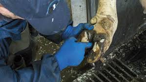 Image result for hoof disease chart for cow