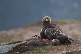 We did not find results for: King Of The Mountains Golden Eagle