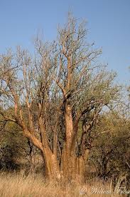 Image result for Sesamothamnus lugardii