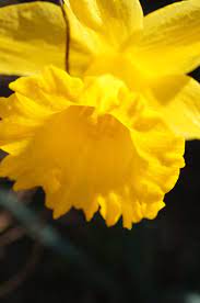 Daffodil Daffodils Flower Beauty Flowers