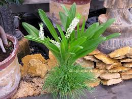 Image result for Eucomis zambesiaca