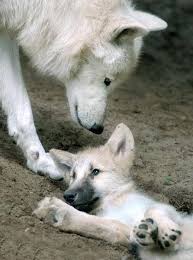 Top Travel California Travel Wolves Wolf Wolf Inspo Wolf Sanctuary Wolf Connection Amazing Animals Animals Beautiful Animals Wild Animals