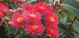 Any plant derived through clonal propagation from this cohort. Fast Growing Australian Native Trees Flower Power