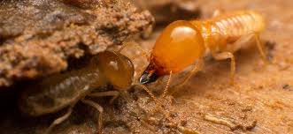 To learn more or request an appointment, please call us. Effective Home Pest Control In Md Va And Dc