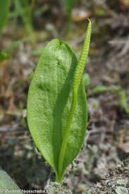 Image result for Ophioglossum vulgatum
