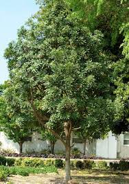 Japanese Blueberry Tree Shogun Series Monrovia Japanese Blueberry Tree Shogun Series Blueberry Tree Backyard Landscaping Japanese Garden Plants