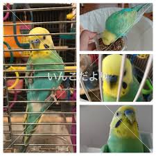 千葉県船橋市でセキセイインコが迷子になりました 迷子鳥 Maigo 24024 いんこだより