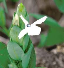 Image result for Ecbolium hastatum