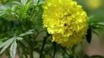 Filinvest Mimosa+ Leisure City | Did you catch the sunflower ...