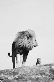 Lion Lionceau Noir Et Blanc Zakstudio Lion et lionness portrait zodiac animal drawing noir et blanc illustration pour lui et pour elle. lion lionceau noir et blanc zakstudio