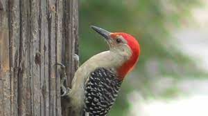 The 2 species are known to hybridize at a few localities in southern california. Red Bellied Woodpecker Nesting And Feeding Habits