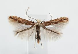 Image result for Phyllonorycter strigulatellus