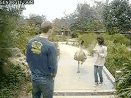Jun 29, 2021 long answer: Yeah That S Right Run Away Senor Gif Pronounced Gif Or Jif