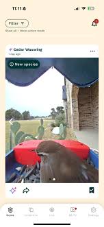A leucistic cardinal, I believe. January 7, 2025 Louisville, Kentucky