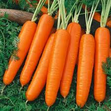 Maybe you would like to learn more about one of these? Nantes Organic Carrot Seeds Organic Carrot Seeds How To Plant Carrots Growing Carrots Vegetable Seed