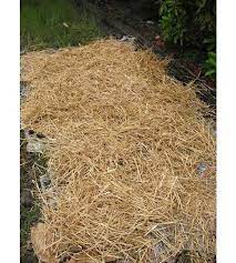 Growing Potatoes In Straw Newspapers Growing Potatoes Indoor Gardening Kit Container Potatoes