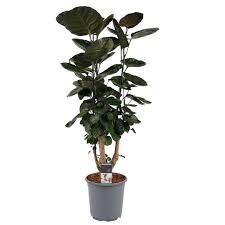 Image result for Polyscias