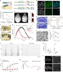 Originally a midfielder, svensson was converted to defender in 2014. Kat3 Dependent Acetylation Of Cell Type Specific Genes Maintains Neuronal Identity In The Adult Mouse Brain Nature Communications