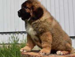 Caucasian shepherd puppies for sale puppies date rozhdeniya.2 0 january 2012 father sormovskaya zarya vazhny velmozha russian champion, rkf mother sormovskaya zarya ambroziya sas inbreeding on shamkhal sanjar. For Adoption Caucasian Shepherd Puppies Available 9620233339 Quikr