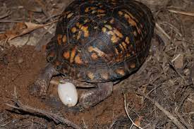How To Take Care Of Box Turtle Eggs? [Up To Hatchlings] – The Turtle Hub