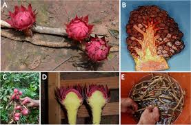 Image result for Thonningia