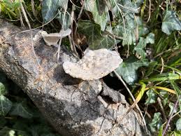 Image result for Tricliceras hirsutum