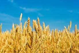 So, i made a map of all of them. World Wheat Production Problems Come To The Fore 2018 11 26 World Grain