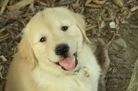 We also offer stud services. Golden Retriever Puppies For Sale Curious Puppies