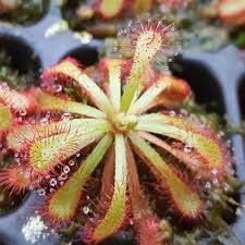 Image result for Drosera natalensis